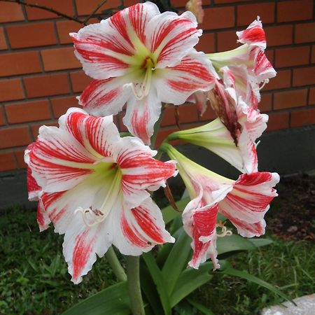 Hotel Cabana Jardim De Flores Gramado Dış mekan fotoğraf