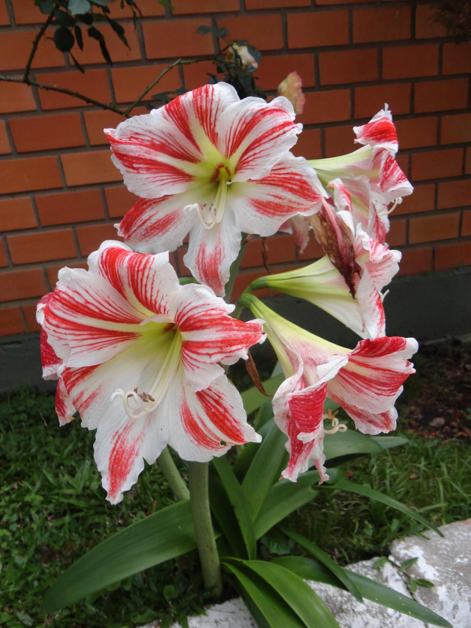 Hotel Cabana Jardim De Flores Gramado Dış mekan fotoğraf